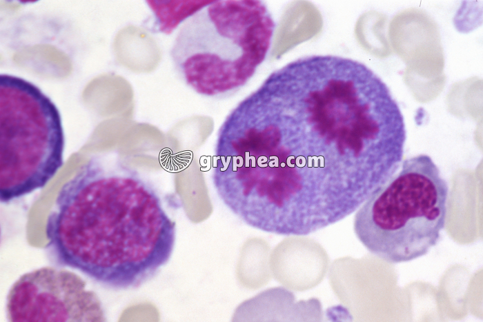 Moelle osseuse avec mitose x400 - gryphea.com